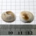 Shiva Eye Shell Kabaşon - 2 adet
